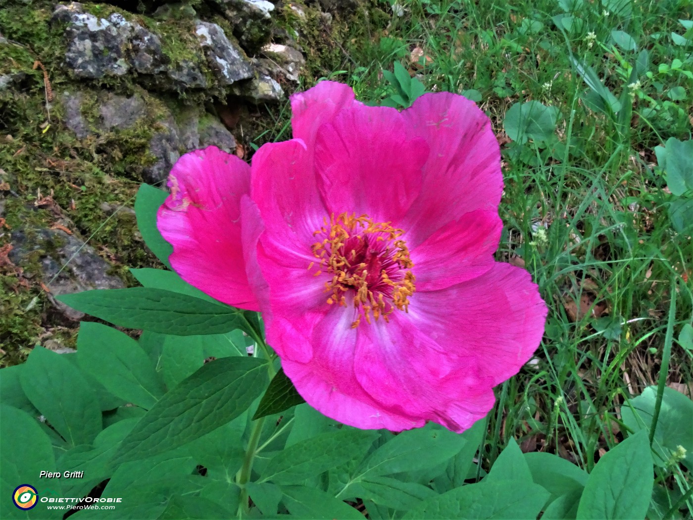 55 Paeonia officinalis (Peonia selvatica dello Zucco).JPG
